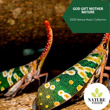 Nature Birds Bonfire Audio