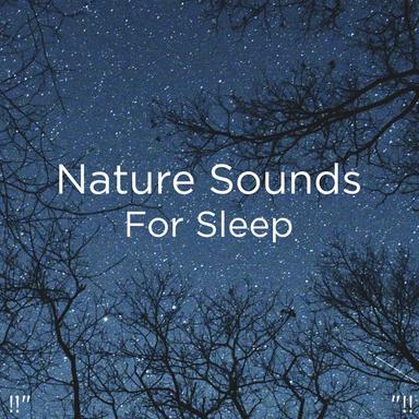 Rainforest Sleep Music