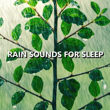 Modest Night Rain Shower Sounds