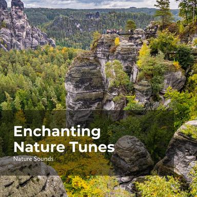 Strolling in the Woods