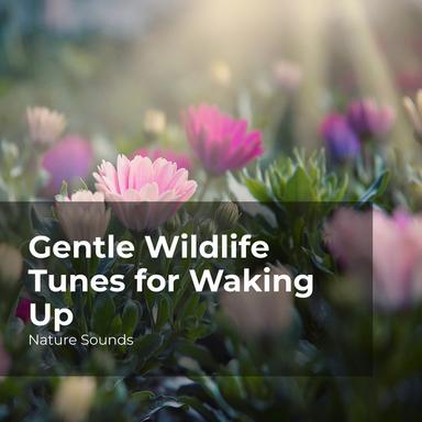 Crickets and Songbirds