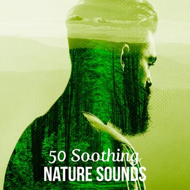 Birds at the Woodland Stream