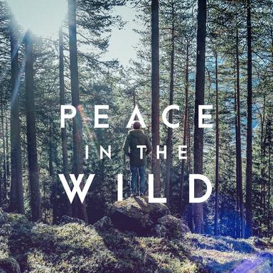 Rainy Night Crickets