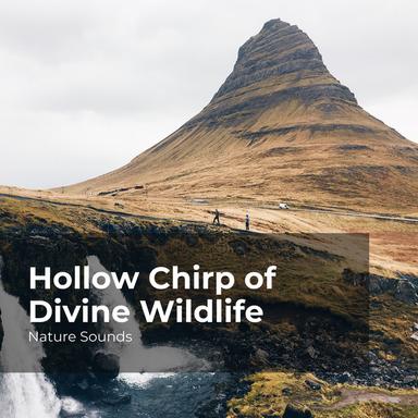 Stream in the Forest