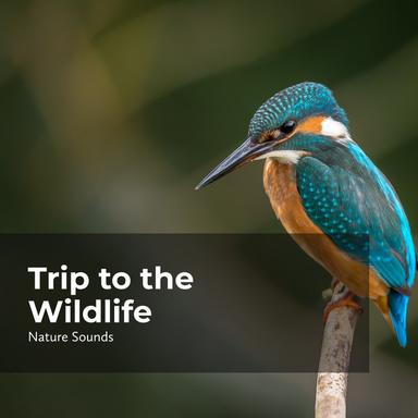 Meditating by the River