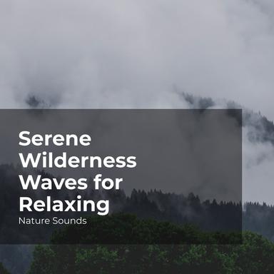 Camp in the Rain Forest