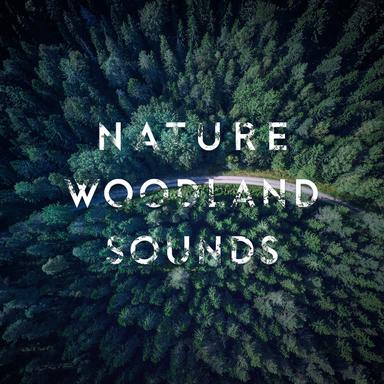 Forest Stream Sound