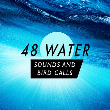 Fast Stream with Birds