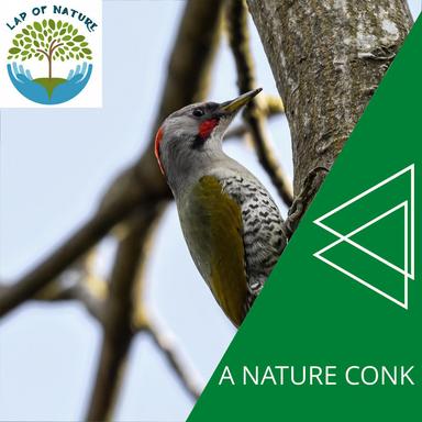 Transfixing Woodland Ambience