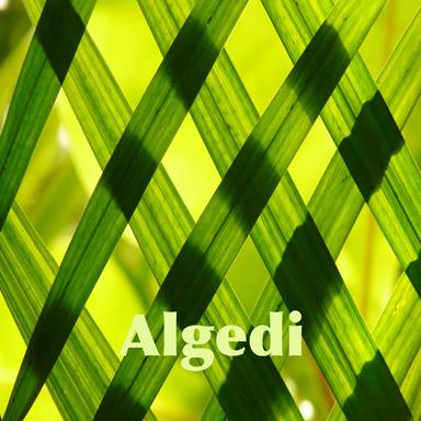 Algedi