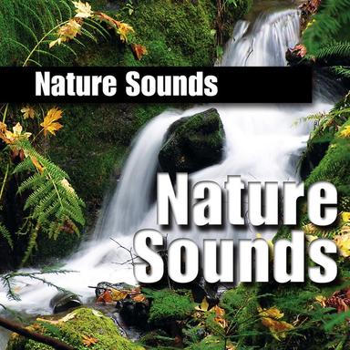 Tranquil Babbling Brook