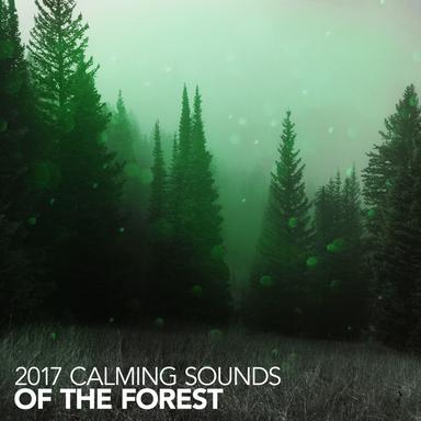 2017: Calming Sounds of the Forest
