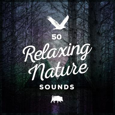 Babbling Brook Birds