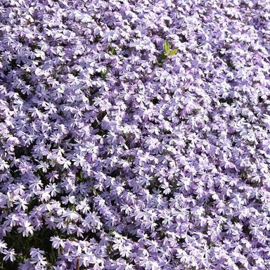 Brown Noise with the Vacuum - Loopable with no fade