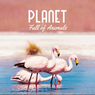 Chicken Squawk and Bop