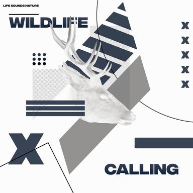 Little Stream Trickling