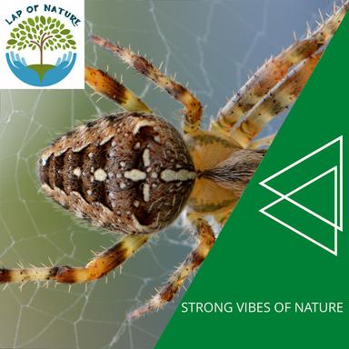 California Fire Crackle